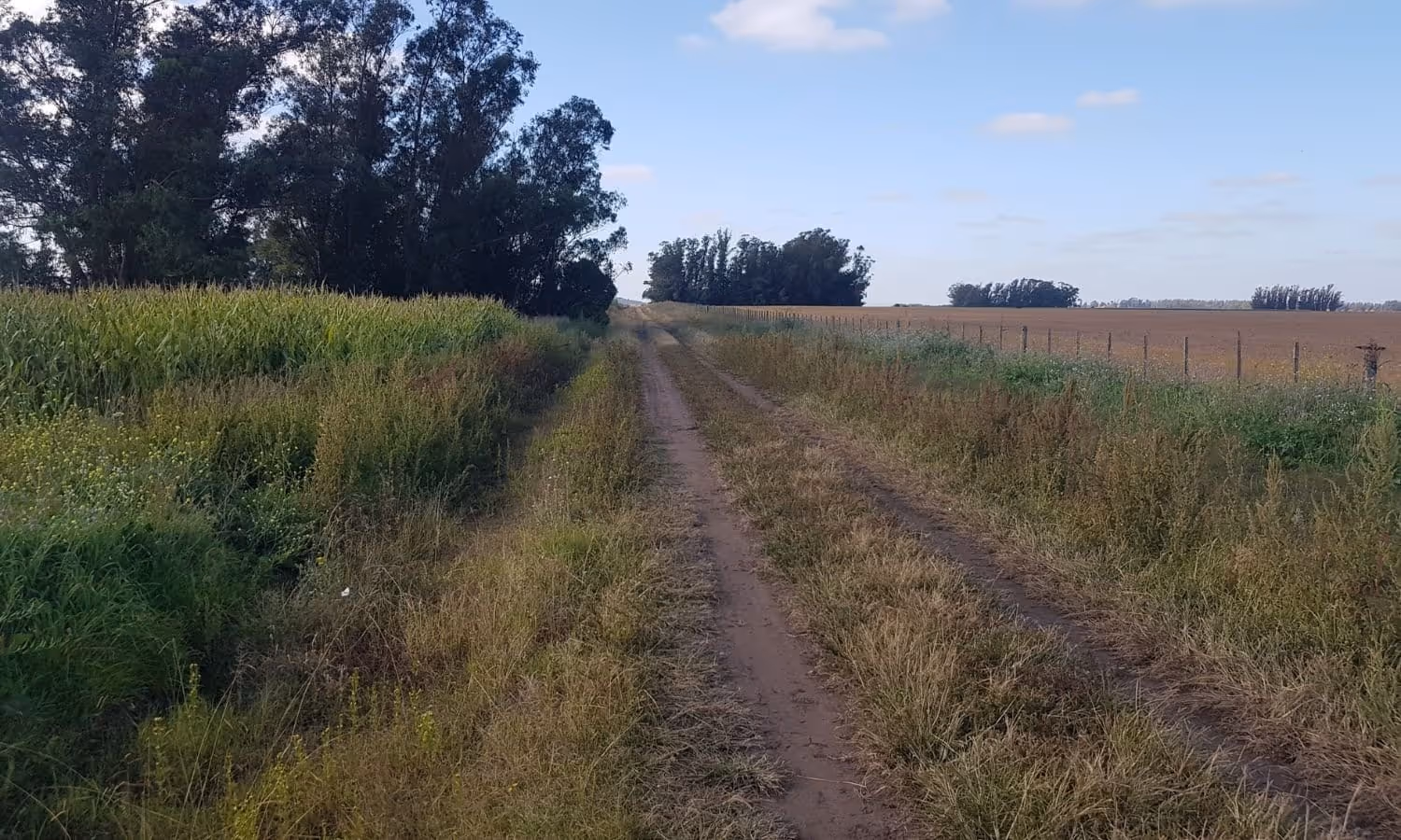 Campo en venta en San Agustín — foto 5